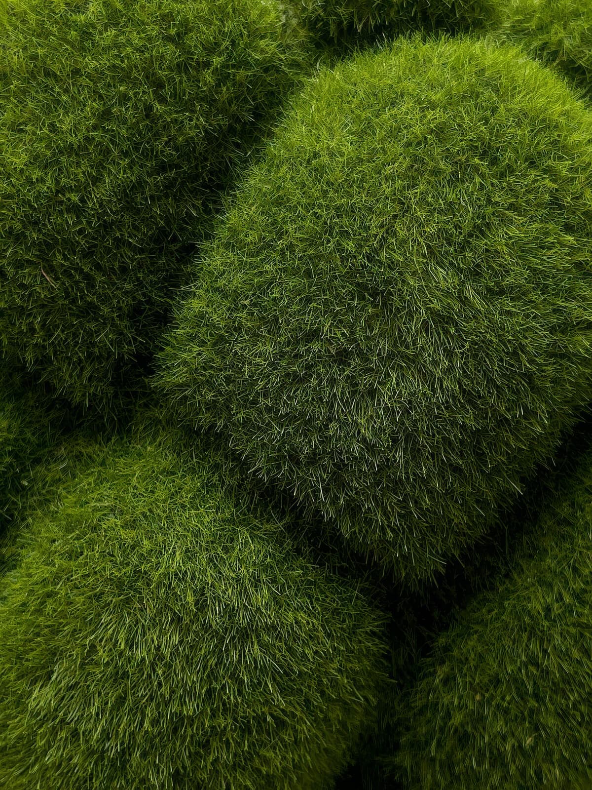 Avenir Motors — visual 5